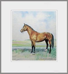 Paard  van Jeannette
Aquarel